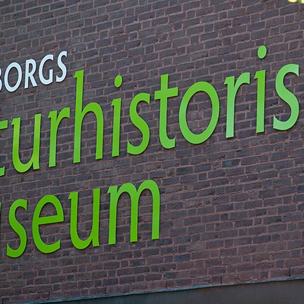 Hur mänskliga kvarlevor ska hanteras väcker etisk debatt på Naturhistoriska museet i Göteborg.