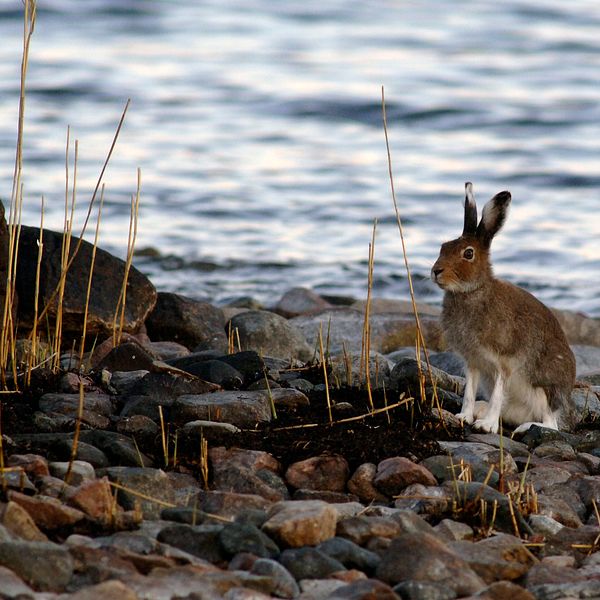 Hare på stenstrand.