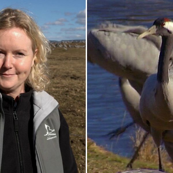 Ann-Marie Engh, turistvärd vid Trandansen och en av de tusentals tranor som just nu finns vid Hornborgasjön