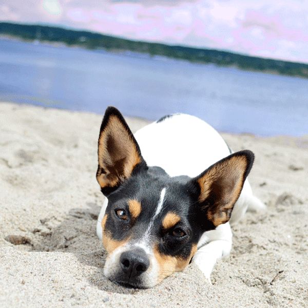 Hund vilar på stranden