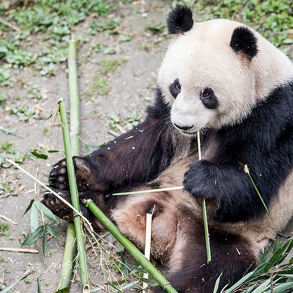 Panda som äter.