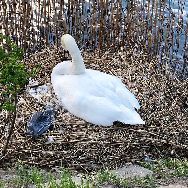 Svanhonan som bor vid kanalen i Malmö har väckt sympati från många förbipasserande och boende.