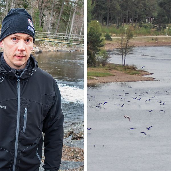 Två bilder. Janne Olsson från Älvkarleby Sportfiskeklubb och skarv utanför Billudden.