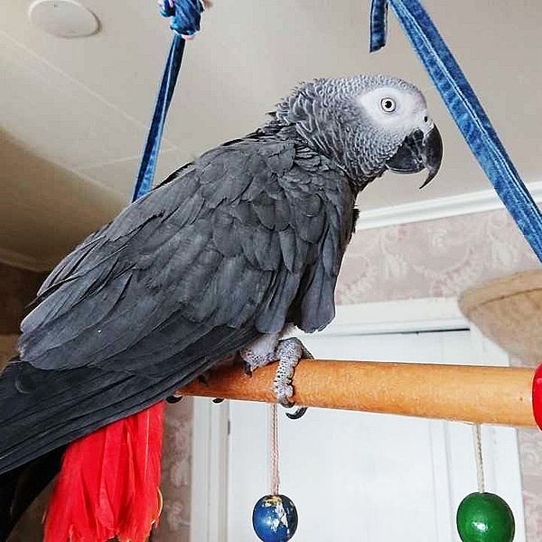 Papegojan Harry i Luleå har lärt sig fem Luleåramsor.