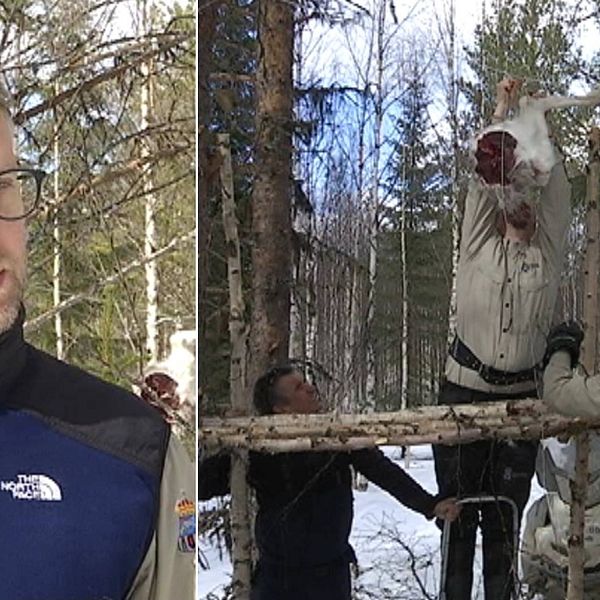 bild på Carl-Fredrik Yri, rovdjurshandläggare länsstyrelsen i Jämtland, och bild på tre personer som hänger upp ett köttstycke ovanför en träställning