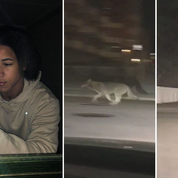 en kille i gymnasieåldern på selfie-bild, samt två lite suddiga bilder av en varg som springer på gatan