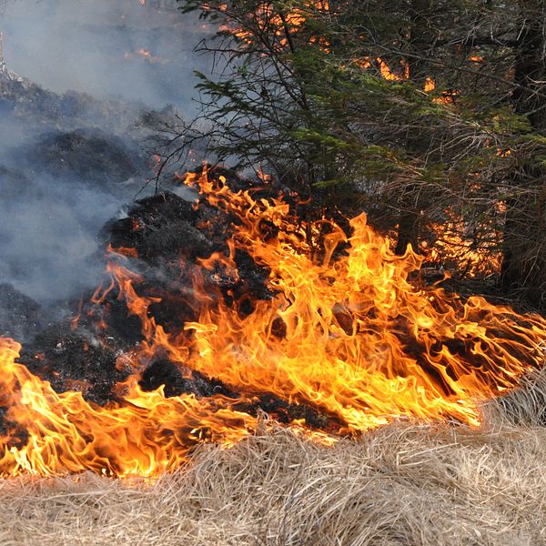 Gräsbrand i ett skogsområde. Flammor slukar gräs.
