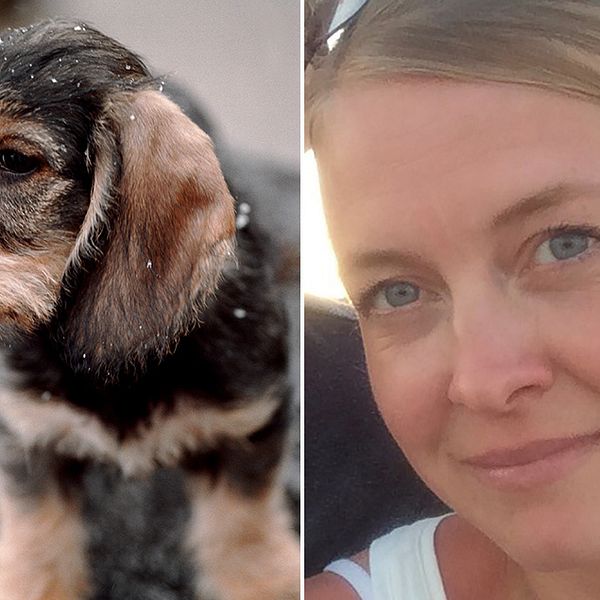 Hundvalp, Elina Åsbjer veterinär och kvalificerad handläggare vid SLU