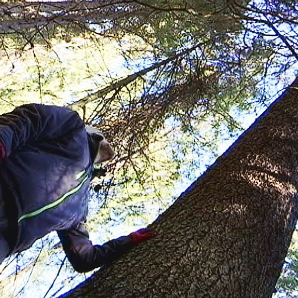 Häng med in i skogen och kolla in jättegranen