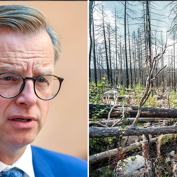 Mikael Damberg (S) och en skog som drabbades av skogsbrand förra året.