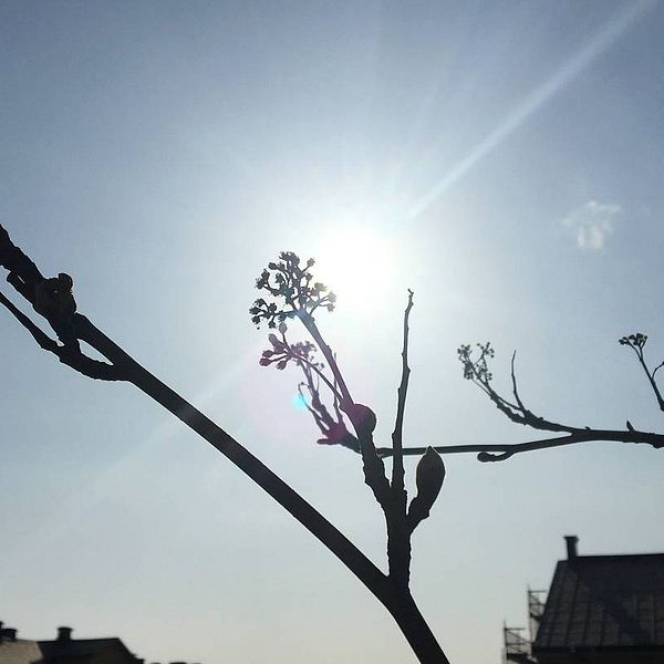 Bild på rönnkvistar utan blad i motljus med solen mitt i bild