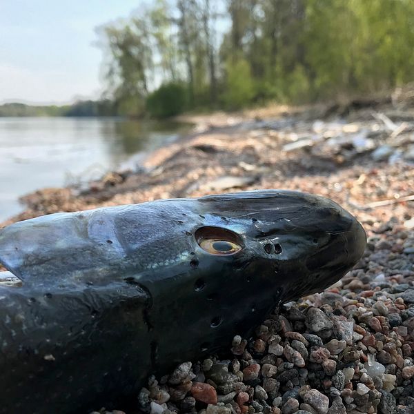 En död fisk på Hjälmarens strand.
