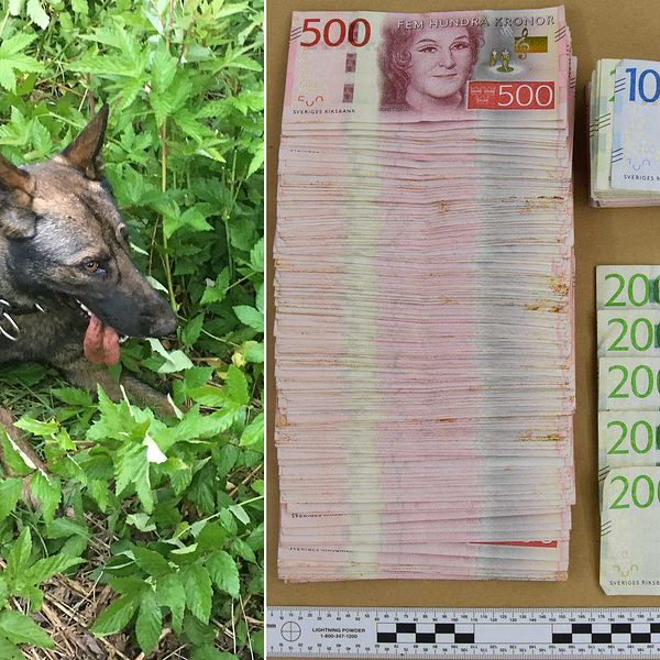 en schäferhund som ligger ute på marken, samt bild på sedlar uppradade på ett bord: 500-lappar, 200-lappar och hundralappar