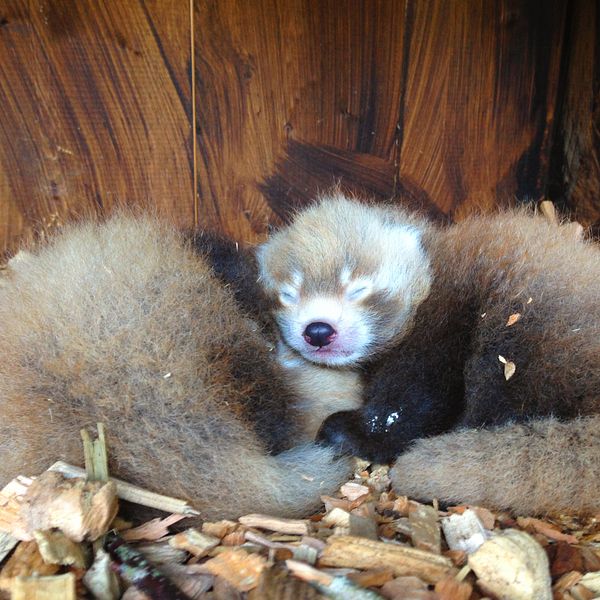Kolmårdens djurpark har fått tillskott av två nyfödda pandaungar. Polly och Plopp, en hona och en hane, föddes den 23 juni.