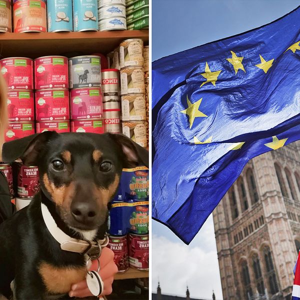 Helena Adams, 27, från jobbar med marknadsföring och bor tillsammans med hunden Charlie i Cardiff, Wales – hon är en av många som oroas för effekterna av en potentiell avtalslös brexit.