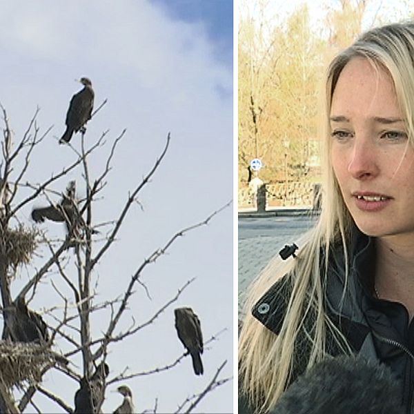 några fåglar i ett kalt träd, en ung kvinna som intervjuas