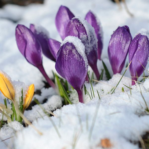 Några krokusar i en rabatt med snö på bladen efter ett nattligt snöfall.