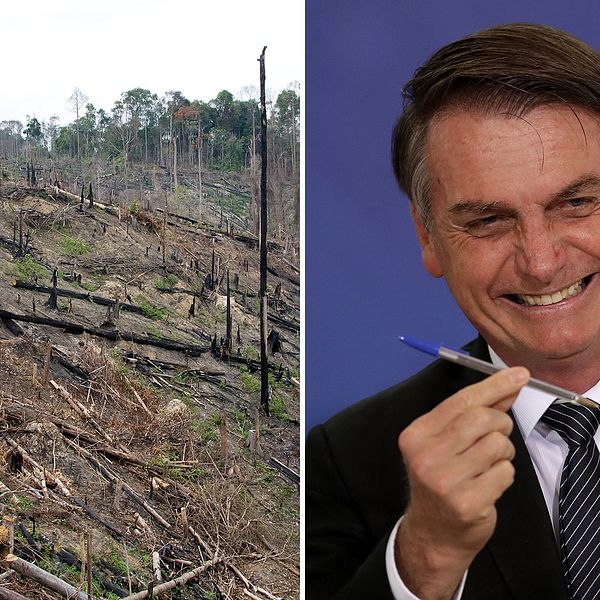Bilden till vänster visar skövlad regnskog på Sumatra i Indonesien. Till höger syns Brasiliens president Jair Bolsonaro.