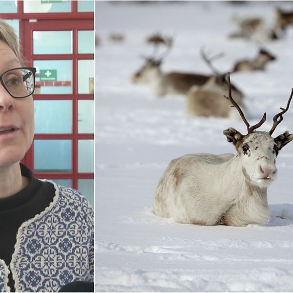 Marita Stinnerbom ordförande i Sametingets rennäringsnämnd, och en bild på en ren som ligger på snön