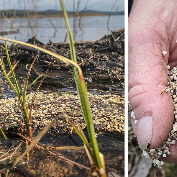 Frigolitkulor längs strandkanten vid Svågans mynning ut i Dellen.