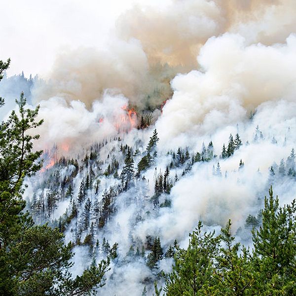 SMHI varnar att risken för skogsbränder är stor i flera områden i landet.