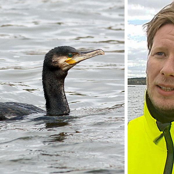 Collage i två delar. Höger del: Porträttfoto på en man. Höger del: En skarv vatten.