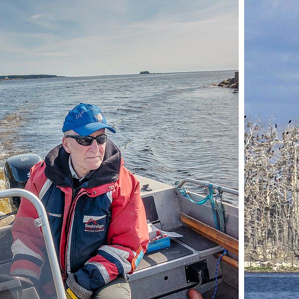 Thomas Thyr, ordförande i Ljusne sportfiskeklubb, i båten för att skrämma skarvar.