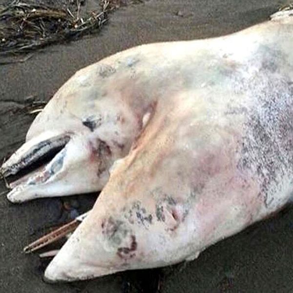 Tugrul Metin var på semester i kuststaden Dikili, i Izmirprovinsen i Turkiet, när han plötsligt såg hur en delfin – med två huvuden – spolades upp på stranden framför honom.