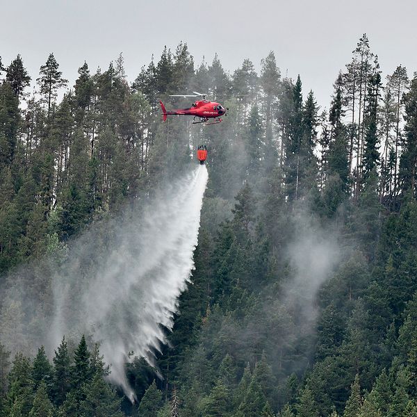 En helikopter släcker en skogsbrand
