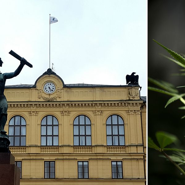 Tingsrätten och fredsmonumentet i Karlstad. Cannabisplanta.