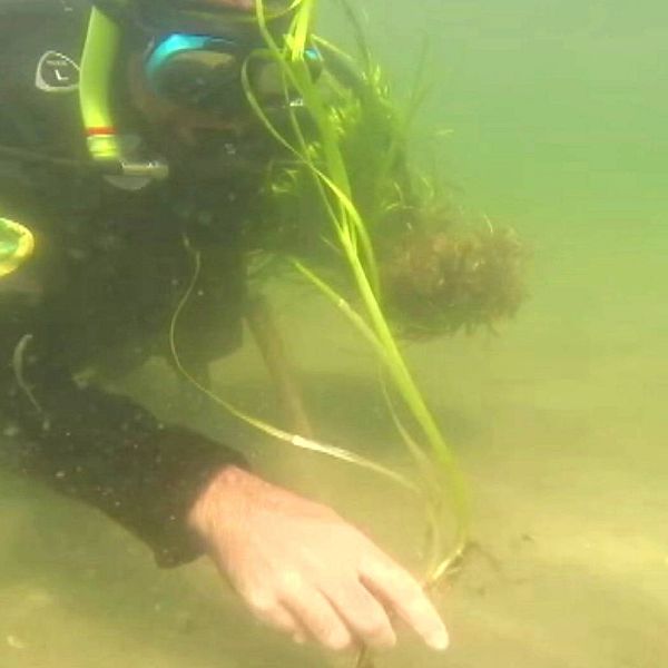 Ålgräset ska planteras för hand av dykare