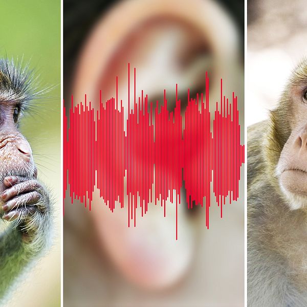 Tre bilder. I mitten syns bilden på ljudspår och ett öra. Till höger och vänster syns bilder på apor eller makaker. Spela klippet för att höra hur musikaliska toner låter för en makak.