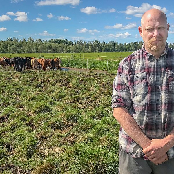 Anders Hedberg, lantbrukare, på en betesmark tillsammans med sina kor.