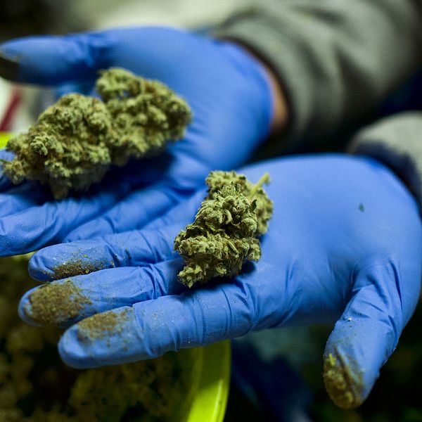 Cannabisarbetare i Kalifornien visar blomsterknoppar från cannabis.