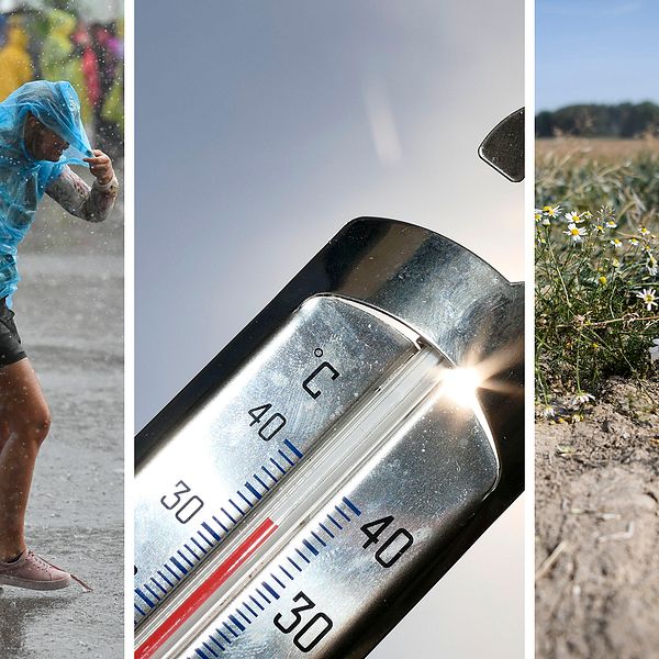 En person i extremt regn håller i sin regnponcho. En termometer visar 35 grader. Uttorkade blommor växer i torr mark.