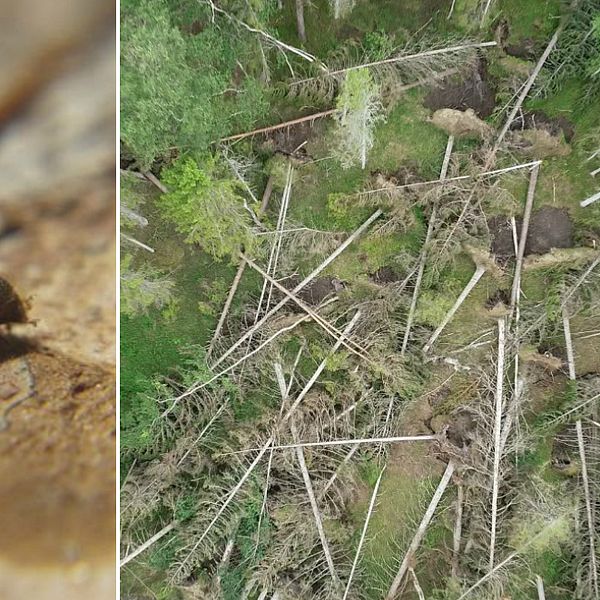 Den stora mängden träd som ligger kvar i skogen riskerar att orsaka en massförökning av granbarkborre.