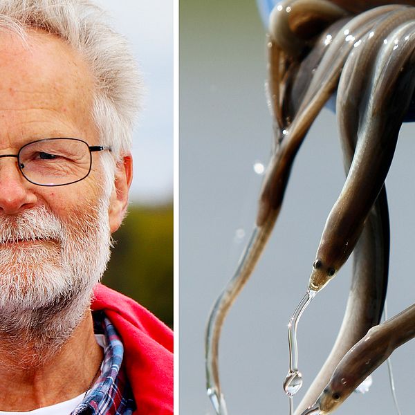Håkan Wickström är forskare på Sveriges lantbruksuniversitet (SLU) och har under många år jobbat med ål.