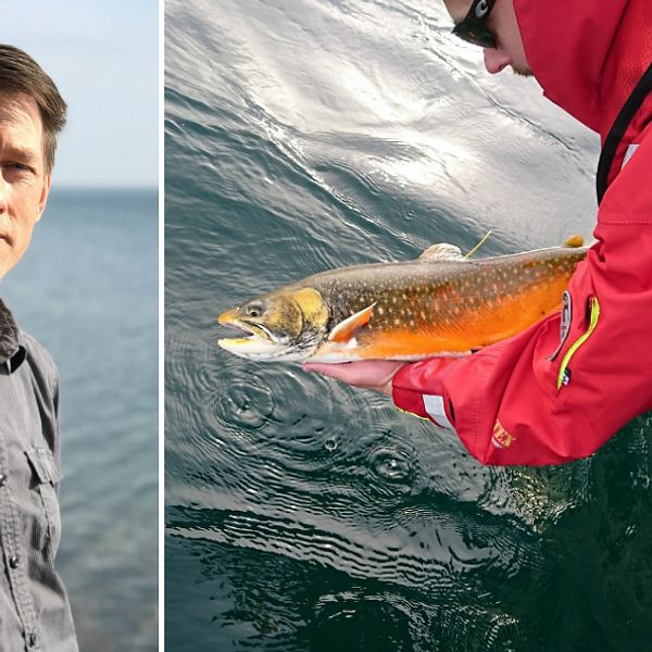 Hör Anton Halldén berätta om läget för den kanske viktigaste fisken i Vättern – rödingen!