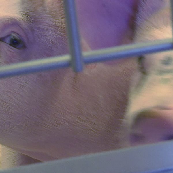 Djurförsök på större djur kommer bli aktuellt om det nya forskningscentret som bland annat Göteborgs universitet vill vara med och starta.