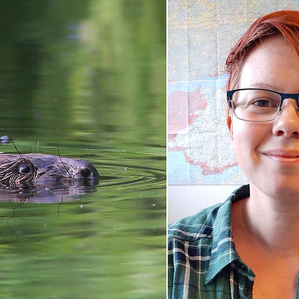 bäver med huvudet över vattenytan, Malin Larsson, kort hår, rutig skjorta och glasögon ler mot kameran med en världskarta i bakgrunden.