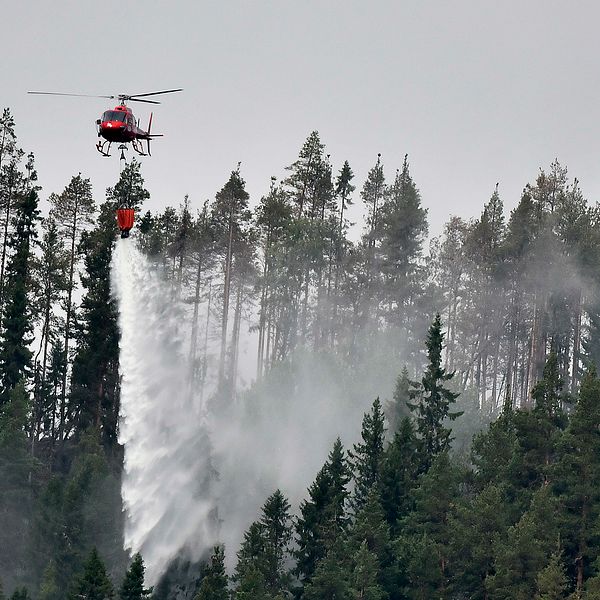 En röd helikopter släpper vatten över skog.