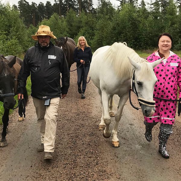 Hästerapi. Hästpromenaderna äger rum i naturen för att skapa lung hos deltagarna. Från vänster: Glenn Henner med hästen Sammy, Henrika Jormfeldt med hästen Manyana och Linda Svensson med hästen Aylah.
