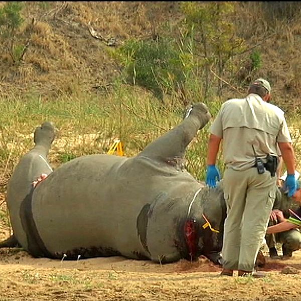 Liket av en dödad noshörning undersöks i Kruger Nationalpark i Sydafrika.