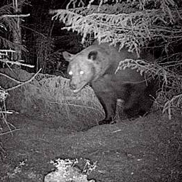Svartvik bild på en björn fotograferad av en åtelkamera vid ett annat tillfälle