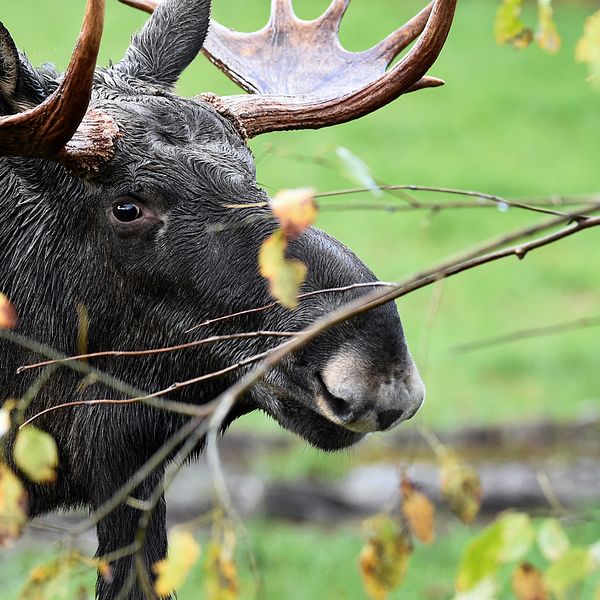 Älgtjur med skovelhorn i ett buskage.