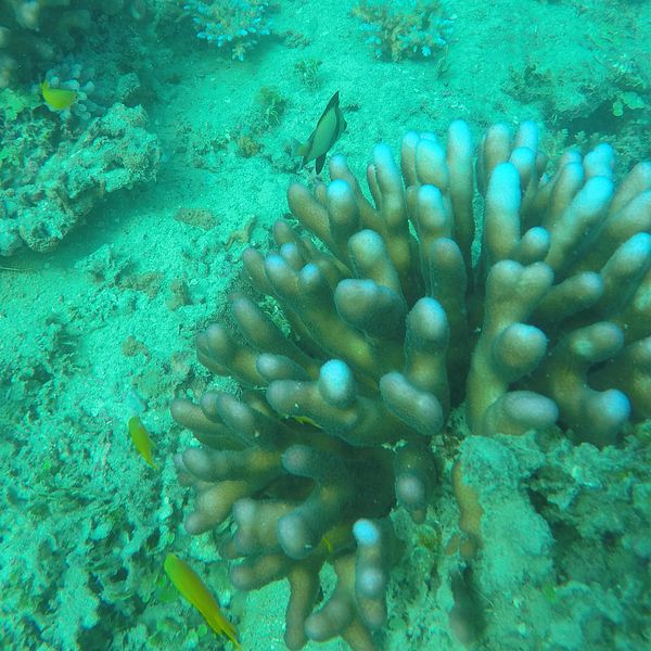 Arkivbild från 2016 när delar av Stora barriärrevet drabbades av korallblekning – en konsekvens av stigande havstemperaturer.