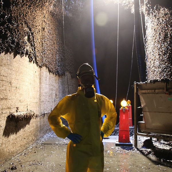 Ringhals kylvattentunnel rensas på musslor.