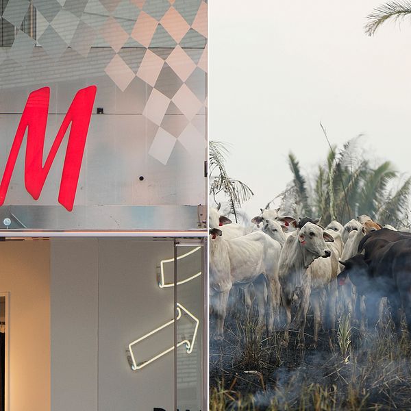Svenska modejätten H&M stoppar inköp av brasilianskt läder, meddelar företaget.