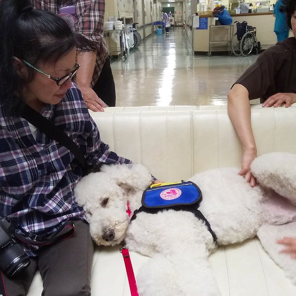 Den vita pudeln Morris arbetar som assistanshund. Han ligger i en soffa bredvid en patient.