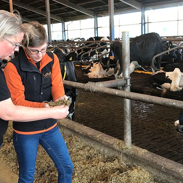 Maria Berglund, forskare på Hushållnigssällskapet i Halland, och Susanne Bååth Jacobsson, rådgivare på Växa Sverige, undersöker kofoder.